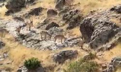 Gelincik Dağı'nda sürü halinde gezen dağ keçileri görüntülendi