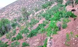 Gercüş'te domuz sürüsü ekili alanlara zarar verdi