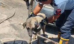 Konteynerin altında sıkışan köpek ve yavruları kurtarıldı