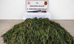 Şanlıurfa'da 610 kök kenevir ile ruhsatsız silah ele geçirildi