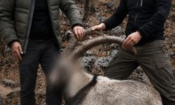 Siirt'te 5 yaban keçisini avlayanlara ceza