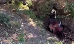 Siirt'te kurdun saldırdığı eşek telef oldu