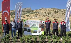 Şırnak'ta sebze hasadı gerçekleştirildi