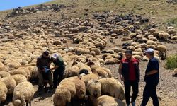 Şırnak'ta veteriner hekimlerden yaylalarda sağlık taraması