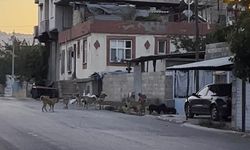 Sürü halinde dolaşan sokak köpekleri tedirginliğe yol açtı