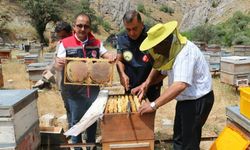Arıcıların aylar süren emeği bala dönüştü