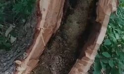 Bingöl'de ağaç kovuğundan kilo kilo doğal bal böyle çıktı
