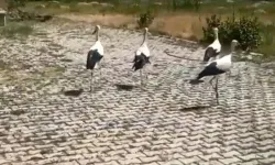 Bitkin halde bulunan leylekler yeniden gökyüzünde