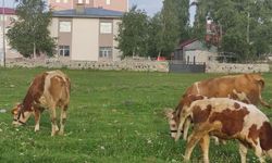 Büyükbaş hayvanda kuduz alarmı! Mahalle karantinaya alındı