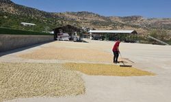 Diyarbakır'da fıstıkta yüksek rekolte beklentisi