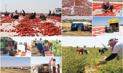 Diyarbakır'da güneşin altında ekmek mücadelesi