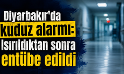 Diyarbakır'da kedi kuduz çıktı: Isırılan çocuk entübe edildi