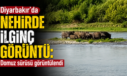 Diyarbakır'da nehirde ilginç görüntü: Domuz sürüsü görüntülendi