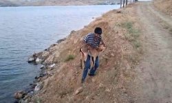Elazığ'da yaralı dağ keçisini kucağında kurtardı