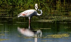 Diyarbakır'ın kuş çeşitliliğine yeni kayıt: Flamingo