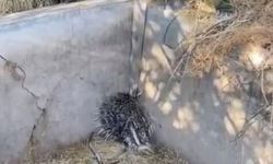 Harput'ta sulama havuzuna düşen oklu kirpi kurtarıldı