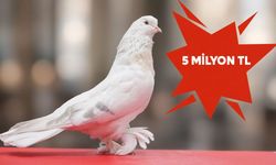 Güvercinlerin fiyatını duyan şaşıp kalıyor: 5 milyon TL