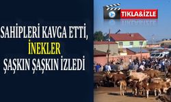 Sahipleri kavga etti, inekler şaşkın şaşkın izledi