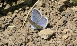 Kelebekler için 2 bin kilometre yol kat ettiler