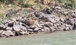 Koruma altındaki dağ keçileri objektiflere yansıdı
