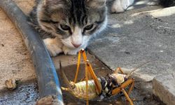 Diyarbakır'da kedi, dev etçil çekirgeyi patileri ile rahatsız etti