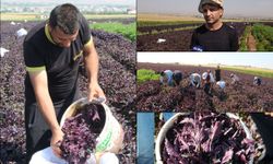 Mor reyhan hasadına başlayan çiftçiler: Bir makineyle Batman'ı marka yapabiliriz