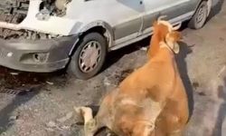 Muş'ta minibüs ineklere çarptı: Kesilerek kurtarıldılar