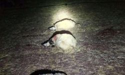 Diyarbakır’da yıldırım isabet eden 21 koyun telef oldu