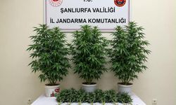 Şanlıurfa'da 13 kenevir bitkisi ele geçirildi