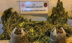 Şanlıurfa'da 625 kök kenevir ele geçirildi