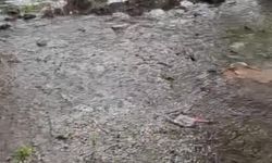 Şanlıurfalı fındık işçilerinin çadırlarını sel bastı