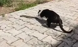 Sokak ortasında kedi-yılan kavgası görüntülendi