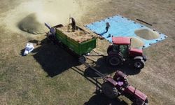 TMO yeşil mercimek alım fiyatını açıkladı