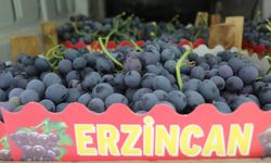 Üreticilerin Cimin Üzümü mesaisi başladı