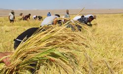 Diyarbakır'da Karacadağ pirincinde hasat başladı