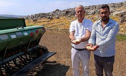 Gaziantep Araban'da sarımsak üretiminde Zambak Anaç dönemi