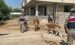 Şanlıurfa'da büyükbaş hayvan dolandırıcılığı: Bir gözaltı