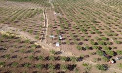 Siirt fıstığında hasat sezonu başladı