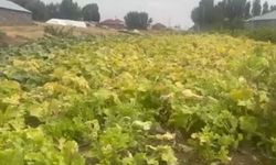 Ağrı'da saatler süren kış hazırlığı: Yazın bereketi sofralara taşınıyor