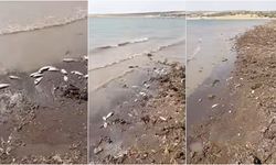 Diyarbakır'daki balık ölümlerine ilişkin inceleme başlatıldı
