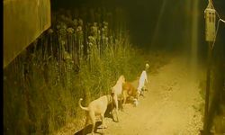 Başıboş köpekler kediyi kovalayıp telef etti