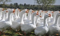Başkanlığı bıraktı, Coğrafi işaretli kaz yetiştirmeye başladı