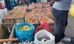 Çüngüş’e has domatesin hasadı başladı: Kilosu ne kadar?
