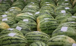 Bu karpuzlar sıradan değil! Diyarbakır'ın devleri yarışma gününü bekliyor