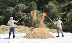Çeltikli köyünde imece usulü çeltik üretimi: Şeyhciman pirinci nasıl yapılıyor?