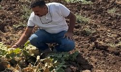 Cizre'de üretim alanlarında teknik inceleme