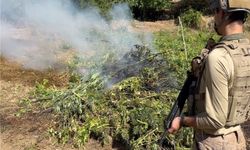 Diyarbakır’da 217 bin 608 kök kenevir ve skunk imha edildi