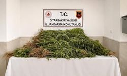 Diyarbakır'da 144 bin kök kenevir ele geçirildi
