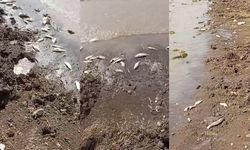 Diyarbakır'da baraj gölünde korkutan görüntü: Balıklar kıyıya vurdu