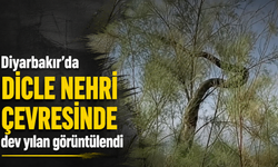 Diyarbakır'da Dicle Nehri çevresinde dev yılan görüntülendi
